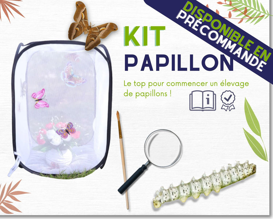 Je Commence Un Elevage De Papillons L insecterie je-commence-un-elevage-de-papillons-l-insecterie