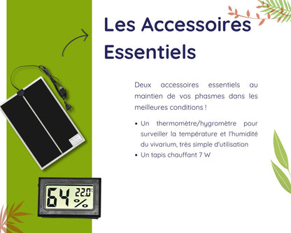 Caja de regalo cría de fásmidos