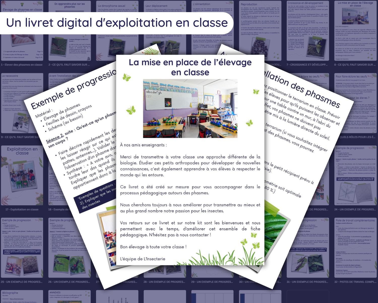 tuto élevage phasme école