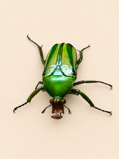 Eudicella hornimani