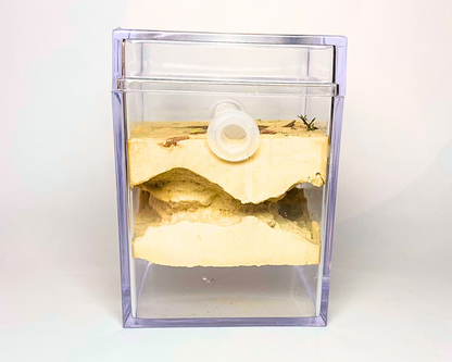 Ameisenhügel Biorama