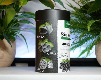 Eublepharis Kit Tropical 40 Gousses