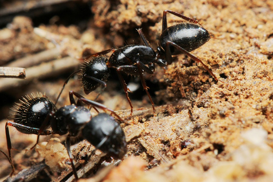 Ameisen - Camponotus Aethiops