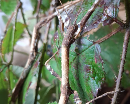 Stabheuschrecke - Hermagoras foliopeda