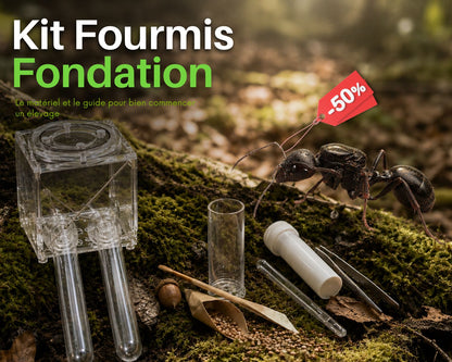 Kit de cría de hormigas - Pack Fundación INICIADOR