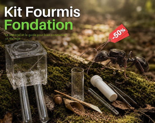 Kit d’élevage de Fourmis - Pack Fondation STARTER