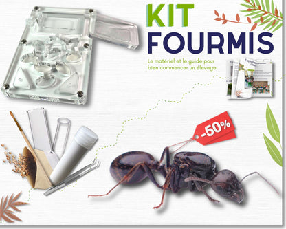 Kit de cría de hormigas - Pack Fundación DELUXE