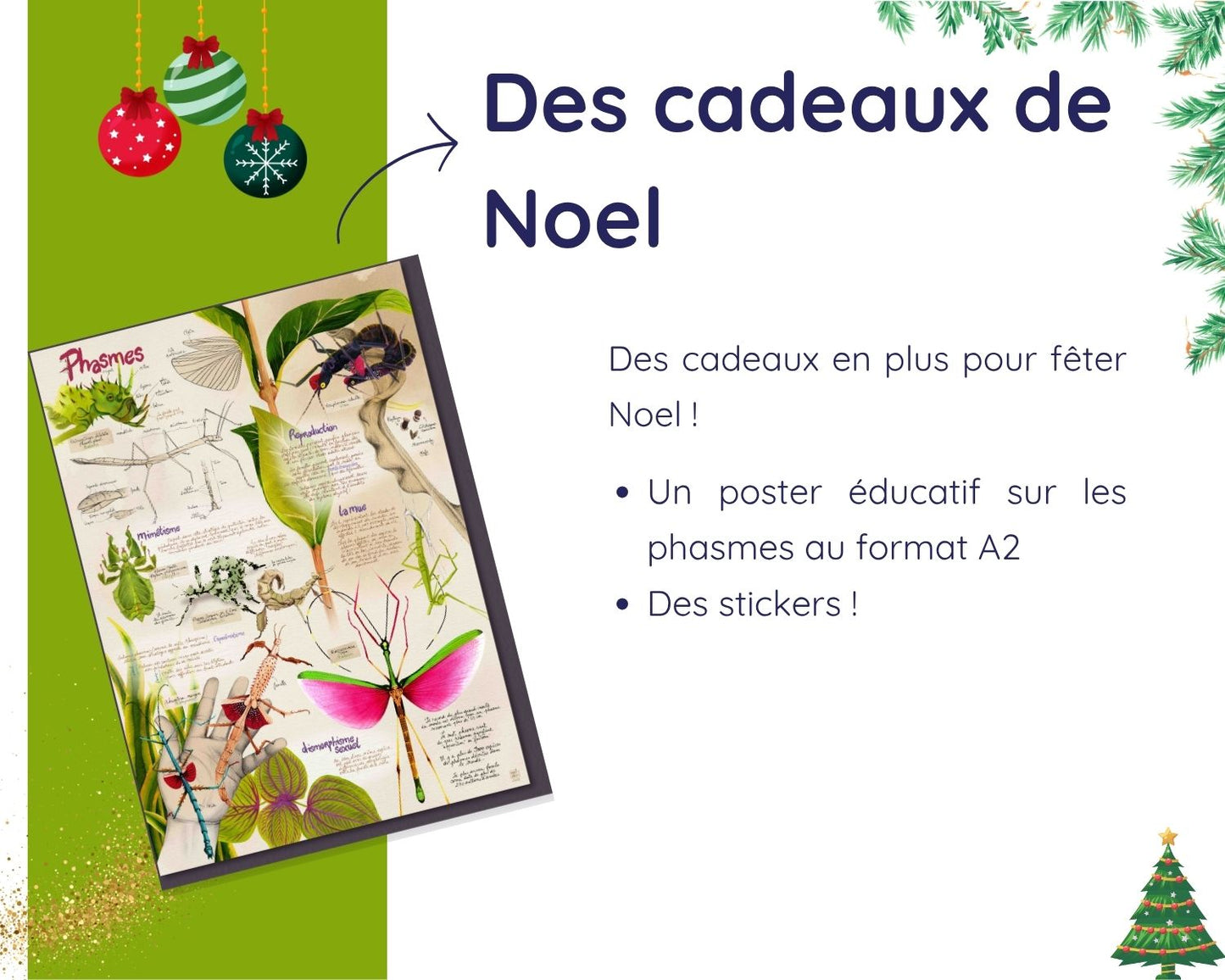 Kit Cadeau - Phasme - Noel 2025