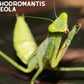Kit de cría - Mantis (religiosa) 