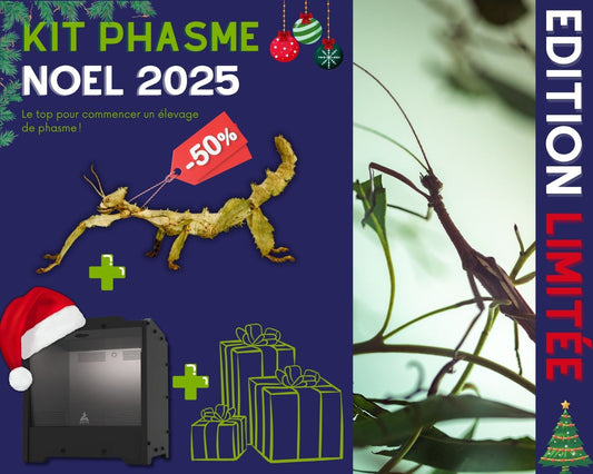 Kit Cadeau - Phasme - Noel 2025