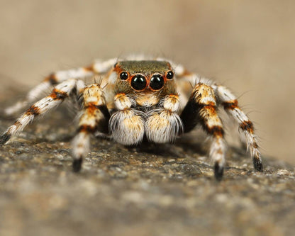Fidipo Regius Everglade 