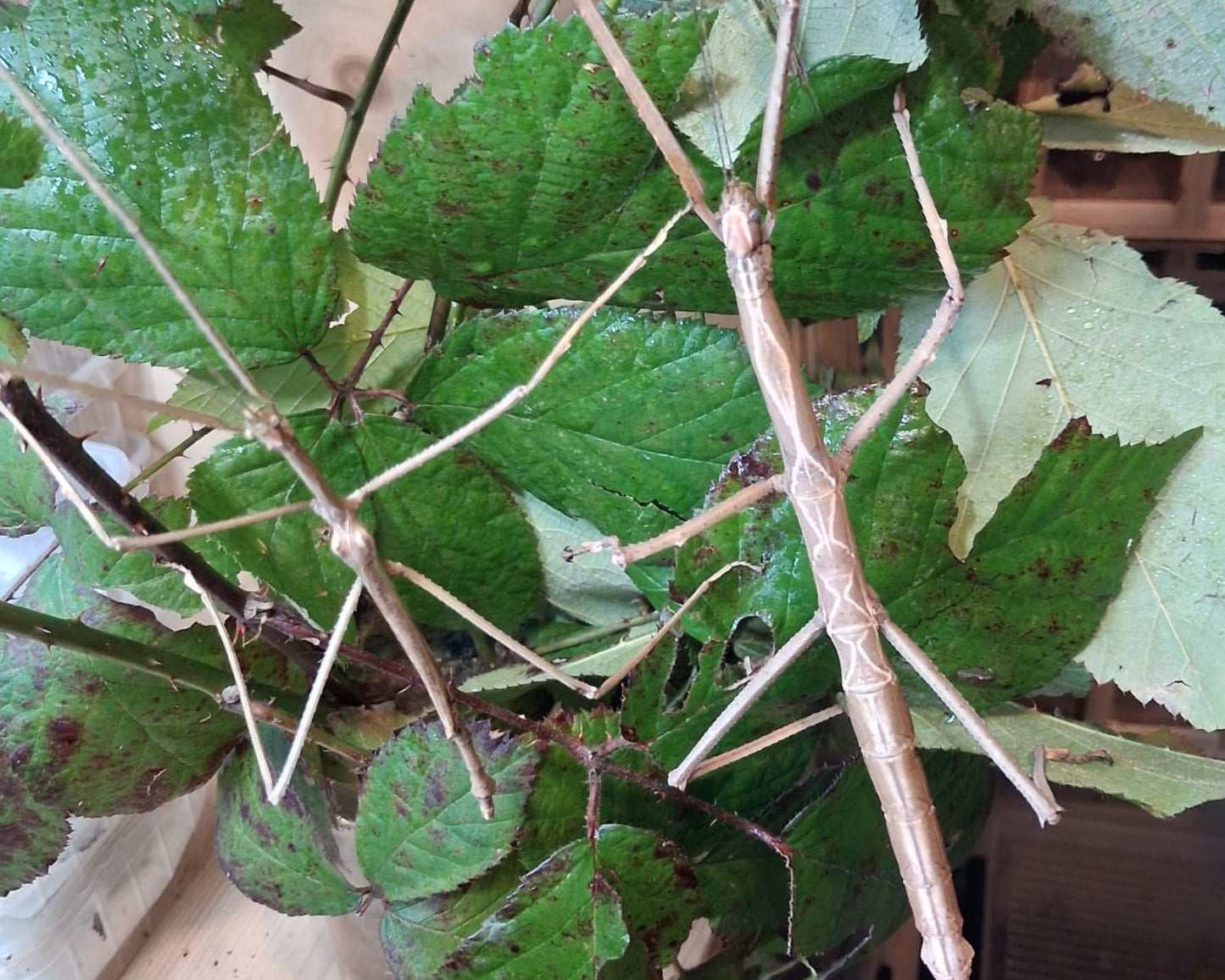 Fásmidos - Tirachoidea biceps