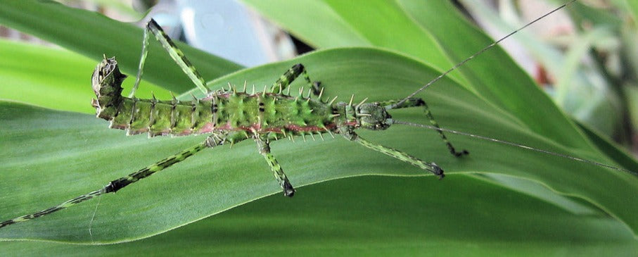 Fásmidos - Spinohirasea Bengalensis