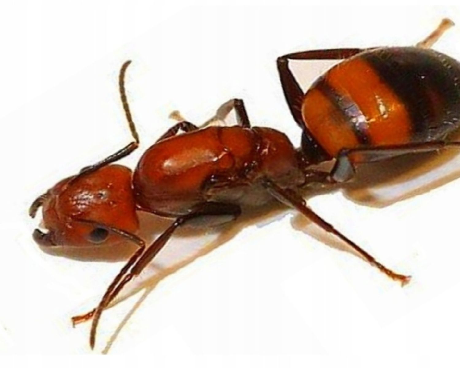 Fourmis Camponotus Nicobarensis L insecterie fourmis-camponotus-nicobarensis-l-insecterie