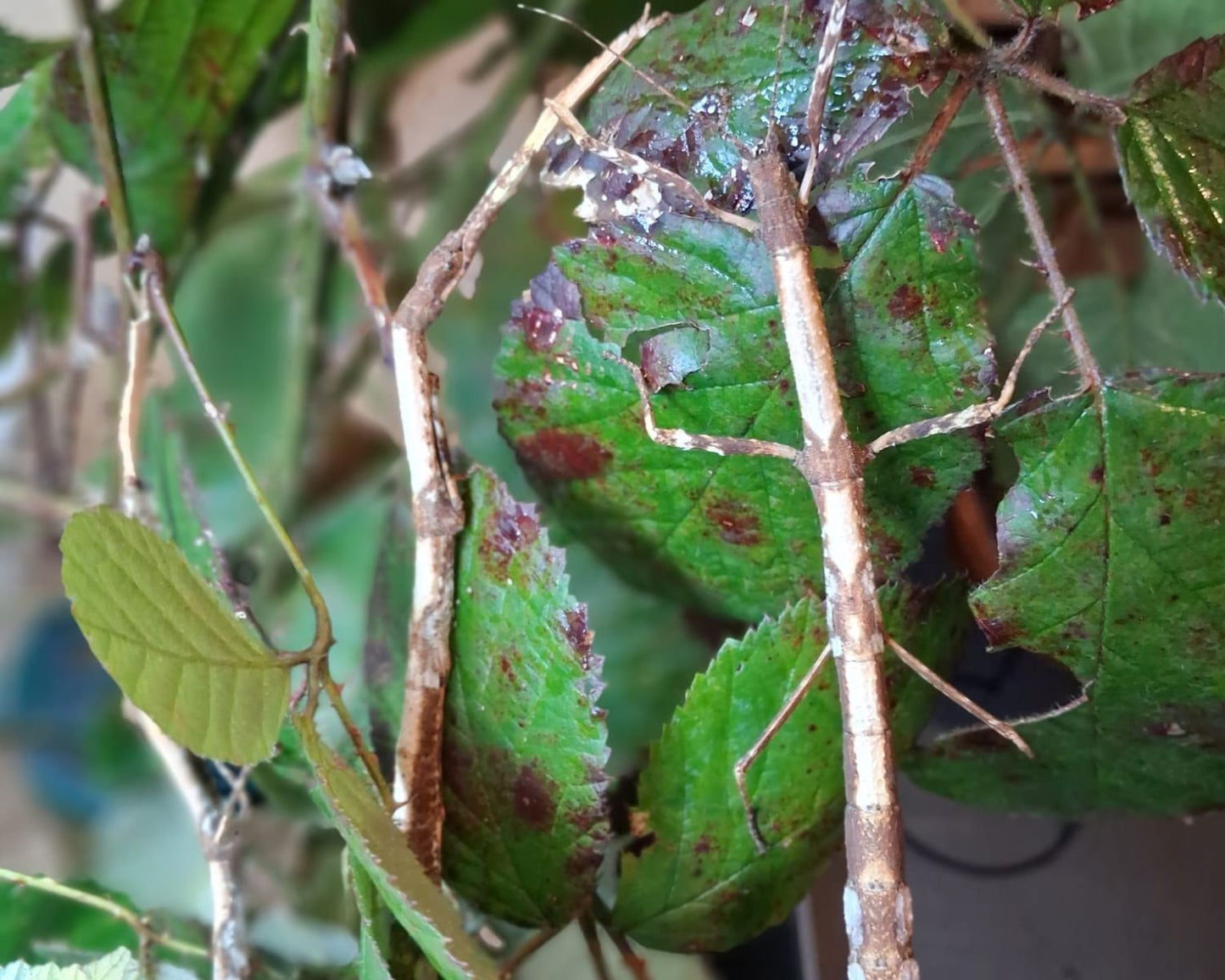 Phasme - Hermagoras foliopeda