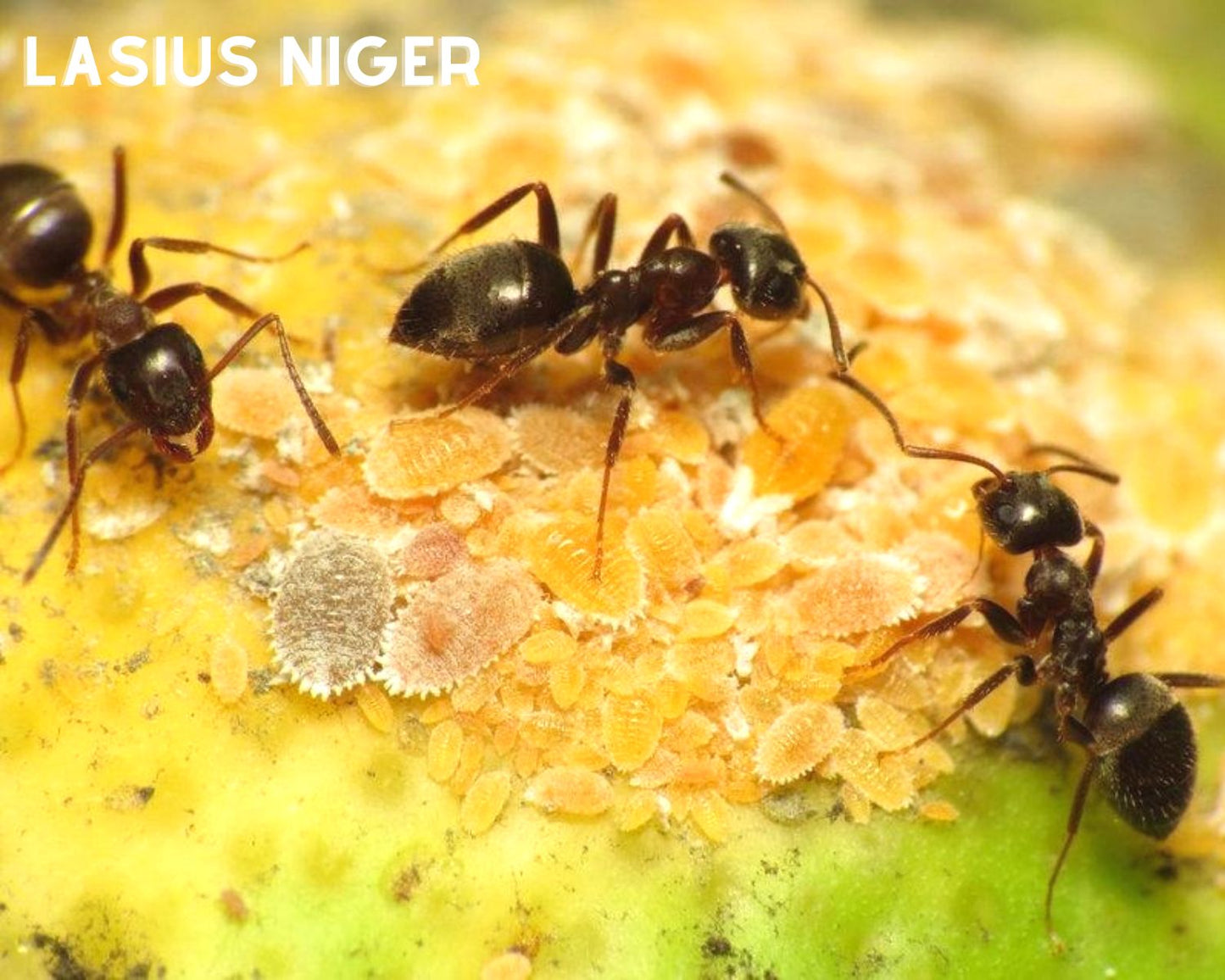 Fourmis lasius niger en vente