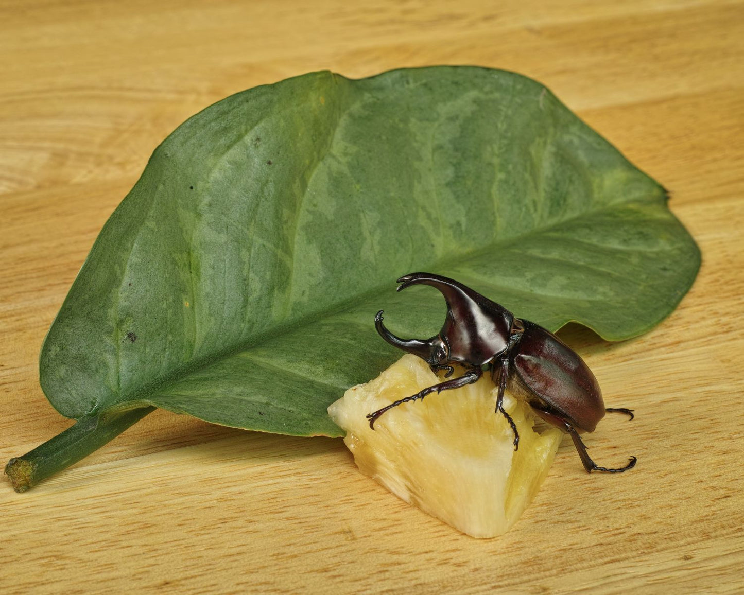 Coléoptère - Xylotrupes gideon sumatrensis