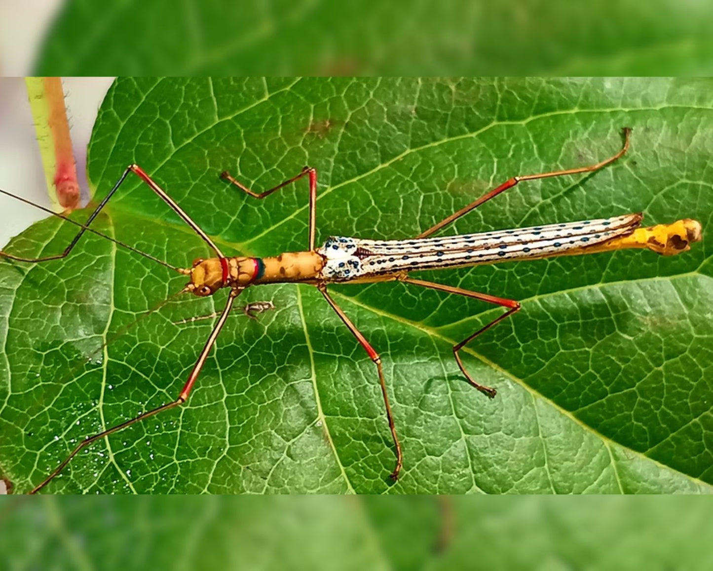 Phasme - Calvisia khlongsokana