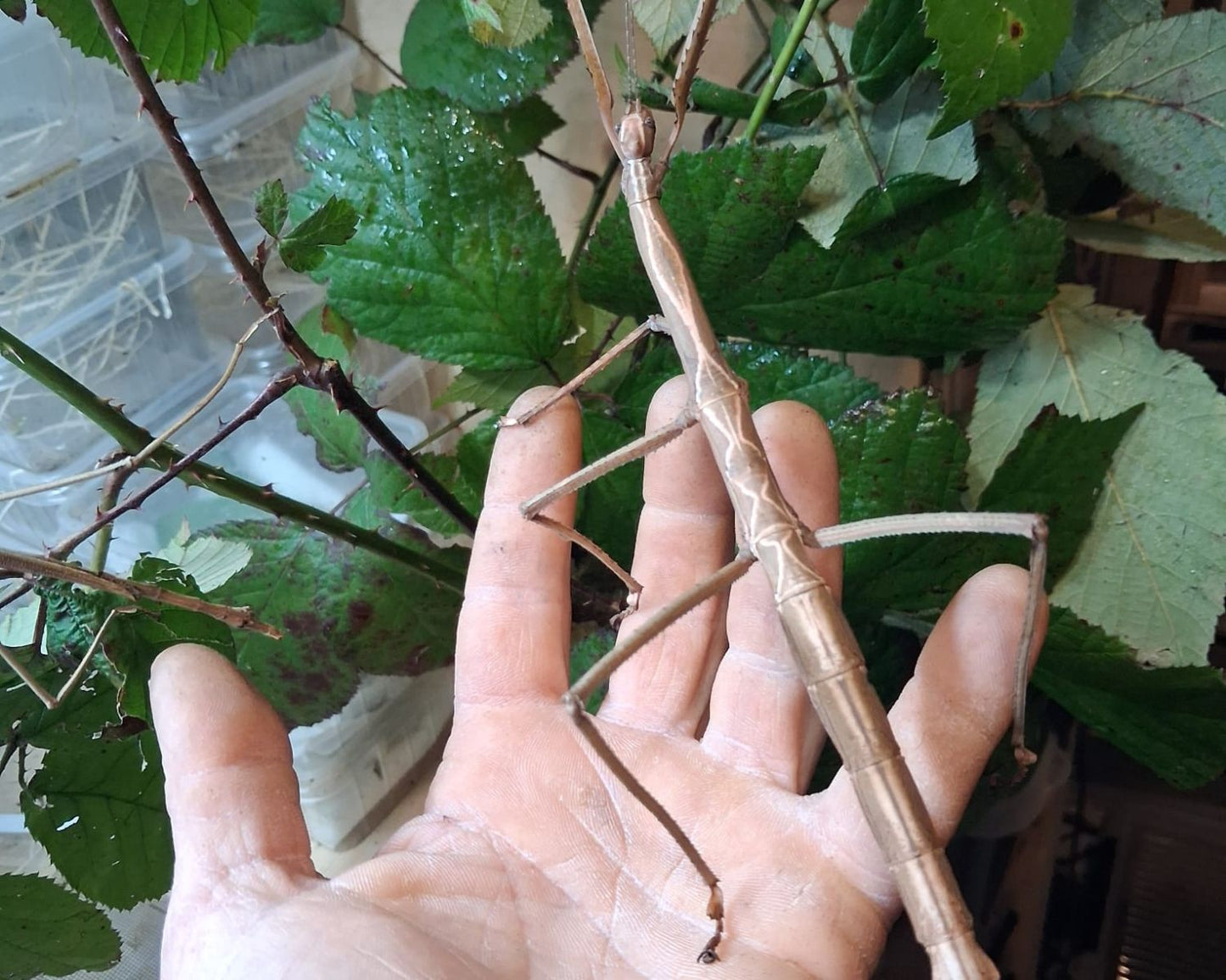 Fásmidos - Tirachoidea biceps