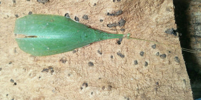 Saltamontes - Phyllomimus sp truncatus