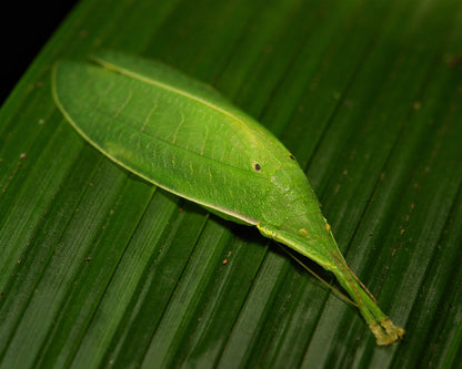 Saltamontes - Phyllomimus sp truncatus