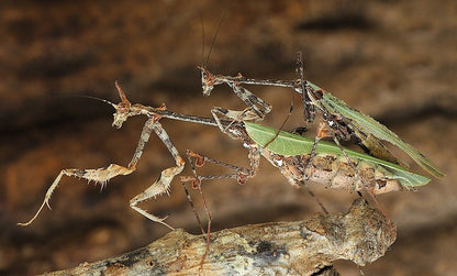 Blütenmantis - Chlidonoptera lestoni 