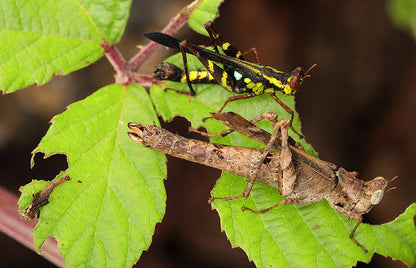 Saltamontes - Stilpnochlora couloniana