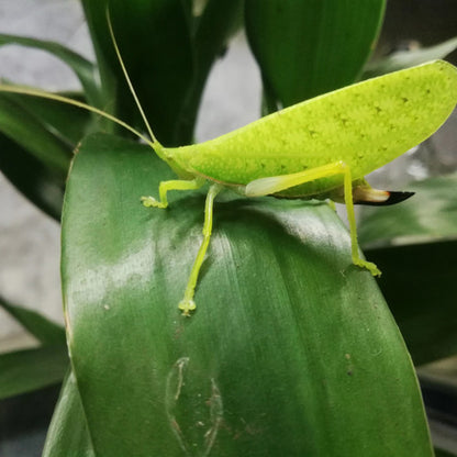 Saltamontes - Phyllomimus sp truncatus