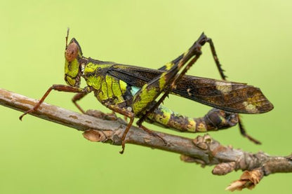 Saltamontes - Stilpnochlora couloniana