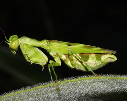 Mantis - Acontista mexicana
