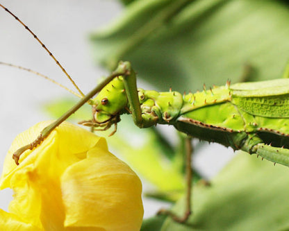 Phasme - Heteropteryx Dilatata