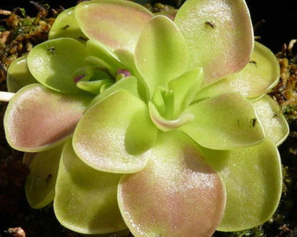 Plante Carnivore - Kit Bouture