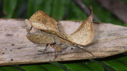 Mantis hoja - Brancsikia freyi