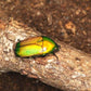 Cétoine - Chlorocala africana africana