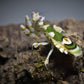 Blütenmantis - Chlidonoptera lestoni 