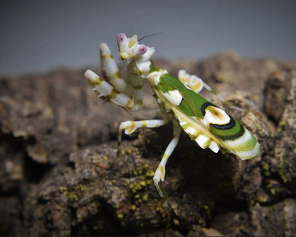 Mante Fleur - Chlidonoptera lestoni