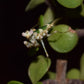 vente-mante-Chlidonoptera-lestoni