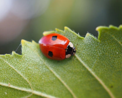 Zuchtset - Marienkäfer
