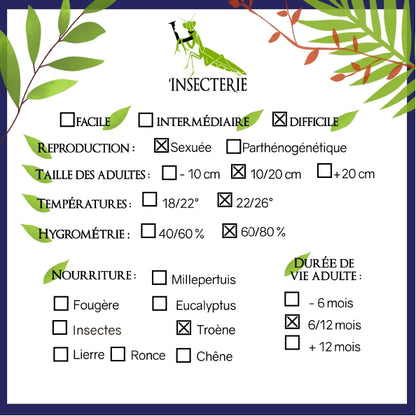 Phasme - Anarchodes (Necroscia) Annulipes