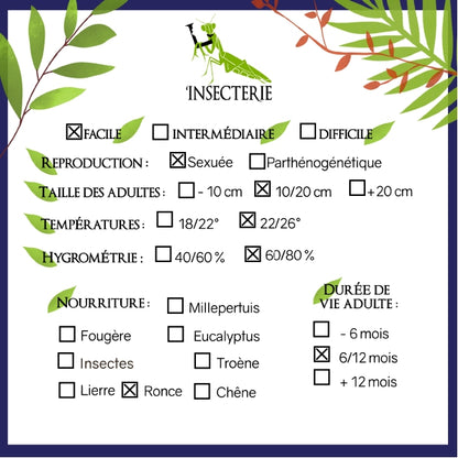 Phasme - Myronides glaucus - Le Phasme idéal pour débuter