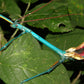 Phasmide - Achrioptera manga (Achrioptera fallax) 