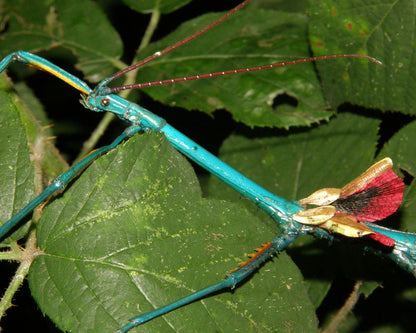 Fásmidos - Achrioptera manga (Achrioptera fallax)
