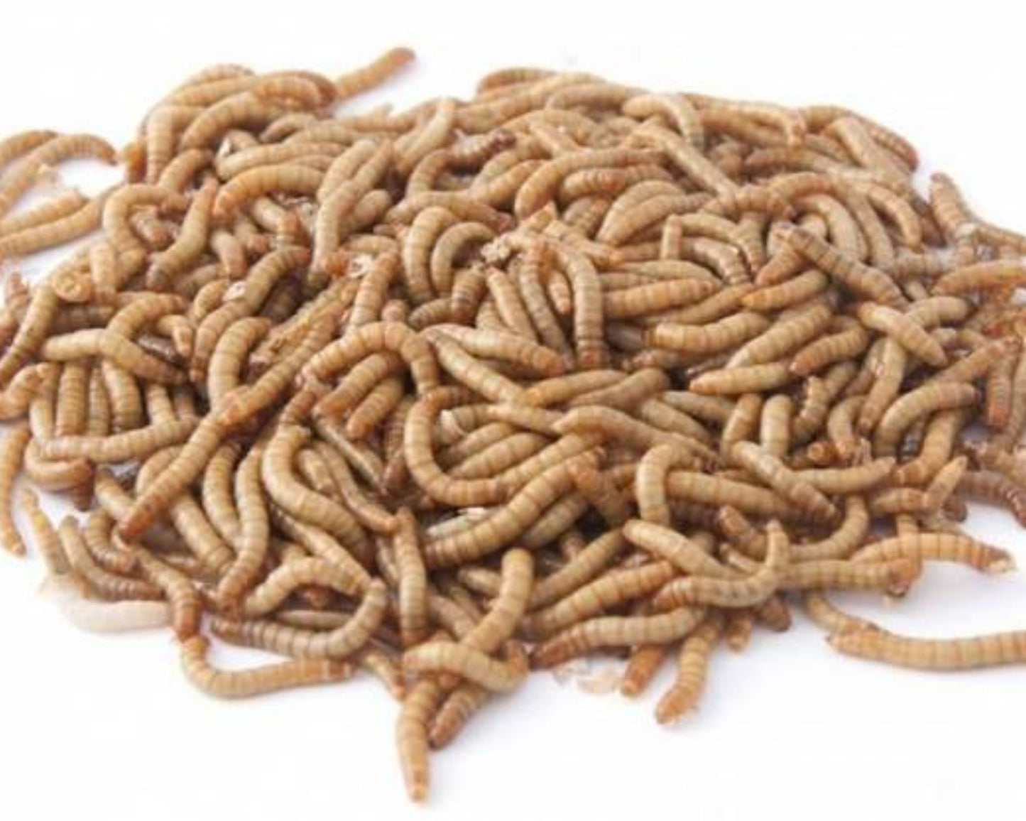 Élever vos insectes en classe - Les vers de farine