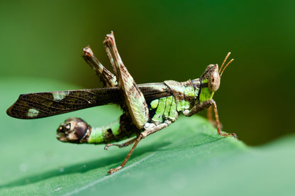 Saltamontes - Stilpnochlora couloniana