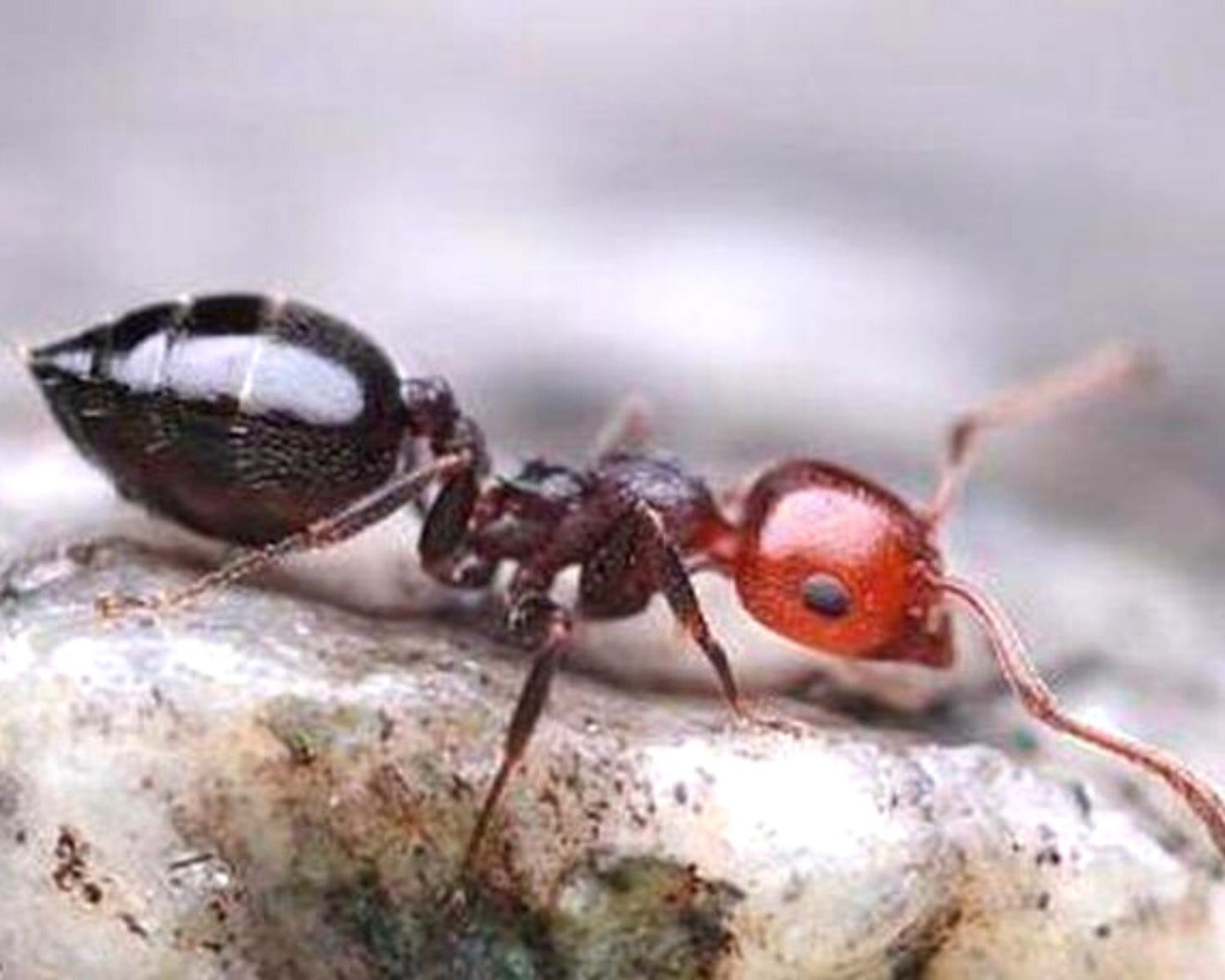 Hormigas - Crematogaster scutellaris