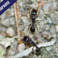 Ameisen - Tretramorium caespitum
