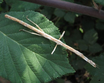 Stabschrecke - Hermagoras cultratolobatus