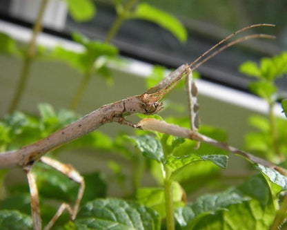 Stabschrecke - Hermagoras cultratolobatus