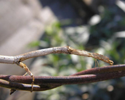 Stabschrecke - Hermagoras cultratolobatus