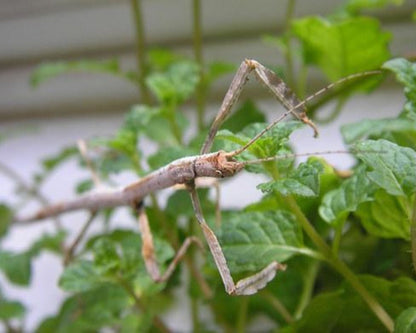 Stabschrecke - Hermagoras cultratolobatus